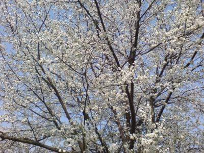 wiosna w Elblągu #wiosna #Elbląg #jarasela #kwiaty #przyroda #natura