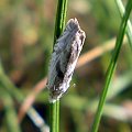 Eucosma metzneriana . Data : 01.06.2008. Miejscowość : Piaski Wielkopolskie .