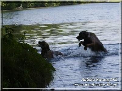 #leonberger #AptekaNatury