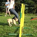 trening agility 29.07.08 foto: Agafig