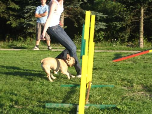 trening agility 29.07.08 foto: Agafig