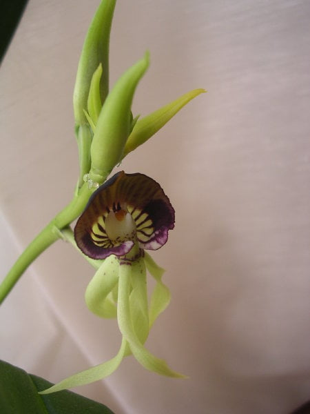 Encyclia octopussy