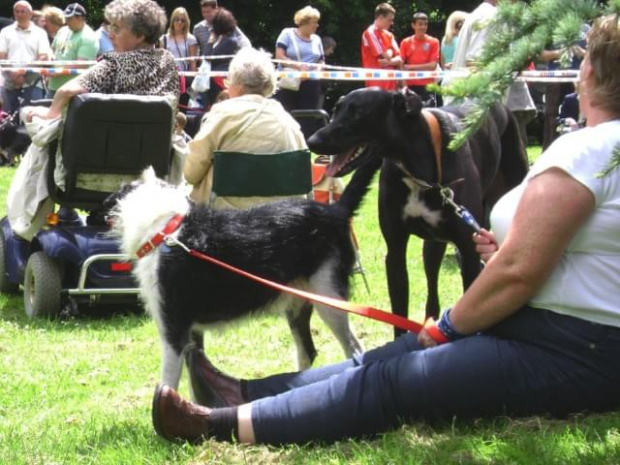 Dog show - Swindon - czerwiec 2008