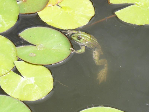 w ogrodzie botanicznym w Zagrzebiu Chorwacja 2008 rok. #Zagrzeb #Chorwacja #przyroda #fauna #flora