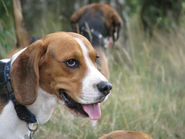 beaglówka 2.08.07 #posokowiec #beagle