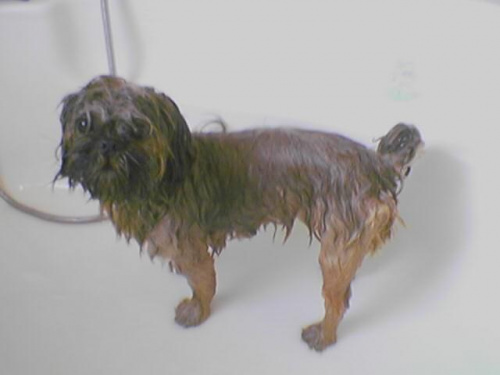widac od razu BAMBO w kąpieli:)))) #pies #bambo #zwierzęta