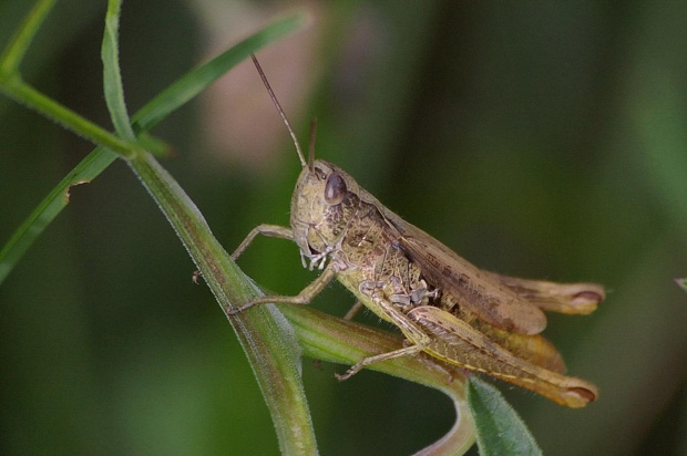 Kwiatki, owady, czyli to czym łąka stoi. #Macro