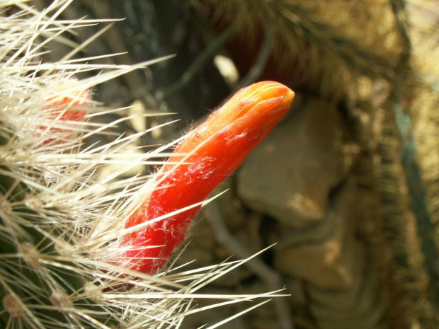 to tylko pączek kaktusa ,,,,,, #rzeżba #tropiki #kaktusy