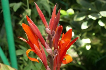 #rzeżba #tropiki #kaktusy