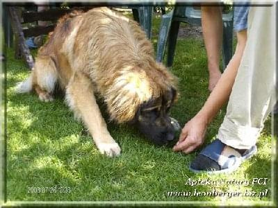 #leonberger #AptekaNatury