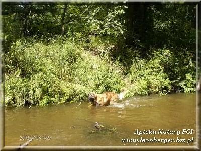 #leonberger #AptekaNatury