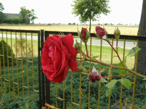 róża pnąca1