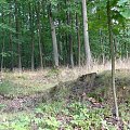 las koło domu #las #drzewo