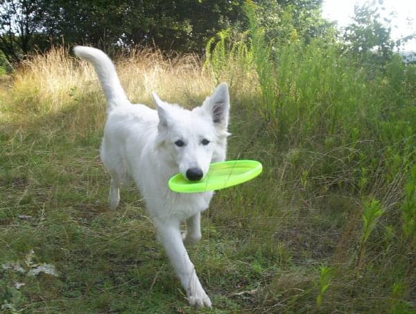 Nesti i frisbee :)