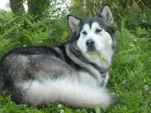 masza z howerli #MASZA #MASZAZHOWERLI #ALASKANMALAMUTE