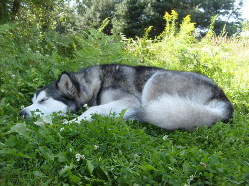 masza z howerli #alaskan #malamute