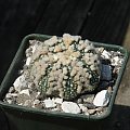 Astrophytum asterias cv. Hansano