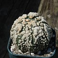 Astrophytum asterias cv. Hansano