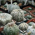 Astrophytum asterias