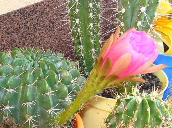 Echinopsis obrepanda