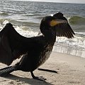 Kormoran czarny