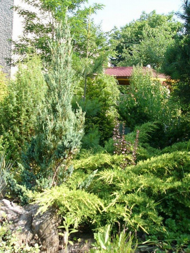 fragment ogrodu #rośliny #ogród
