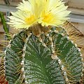 Astrophytum ornatum