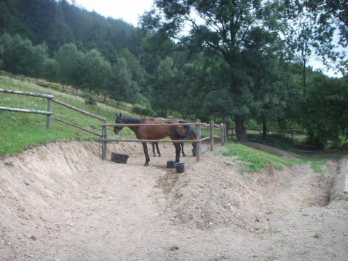 nasze koniki w pierwszej bazie