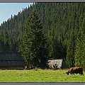 Zakopane 2008 #Góry #Zakopane