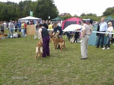 #leonberger #AptekaNatury