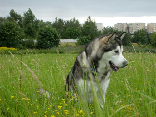 masza #AlaskanMalamute