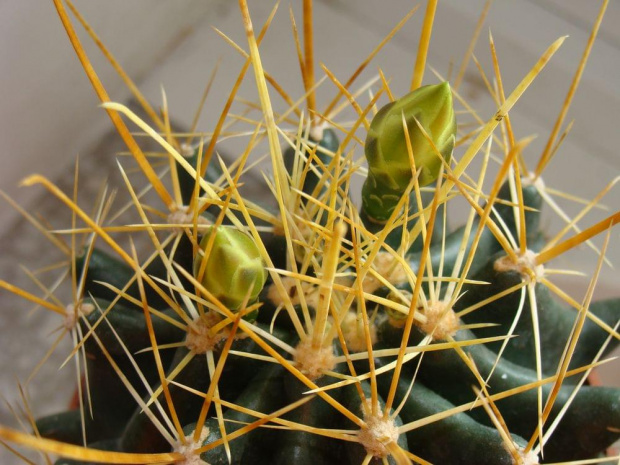 Ferocactus hamatacanthus v.sinuatus