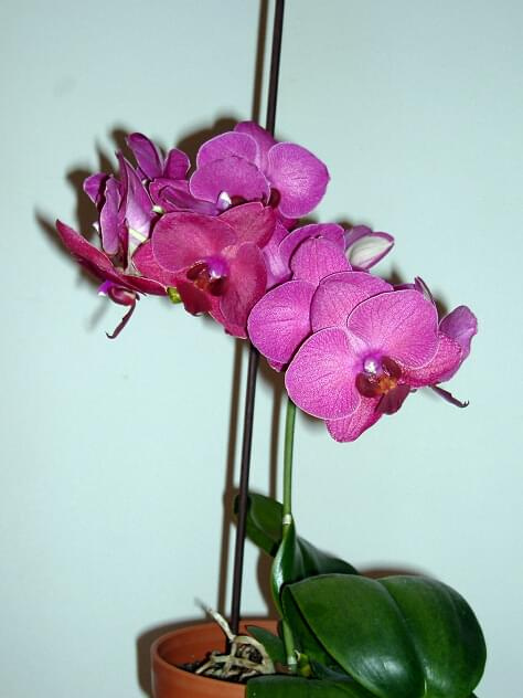 Phalaenopsis