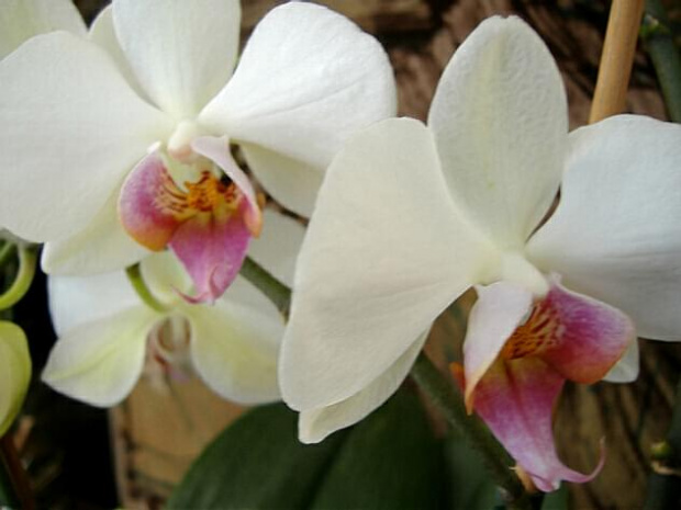 Phalaenopsis