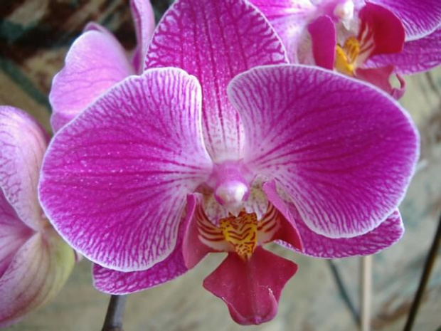 Phalaenopsis