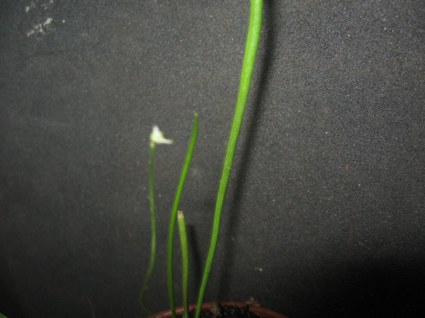 utricularia?