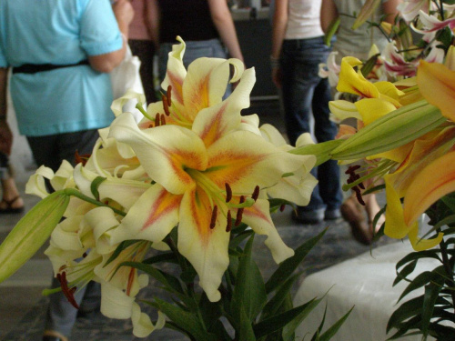 #lilia #lilie #kwiaty #wystawa #Rybnik