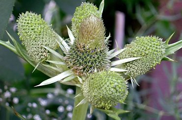 W moim ogrodzie. Kolczasta pieknośc. #MÓJOGRÓD #PieknoPrzyrody #kwiaty #ogrod #MojeRosliny #lato #rosliny #mikolajek