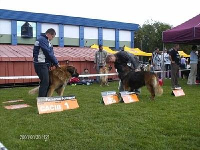 #leonberger #AptekaNatury