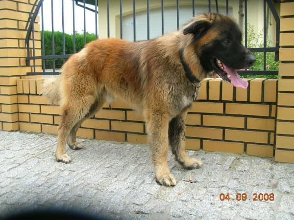 leonberger