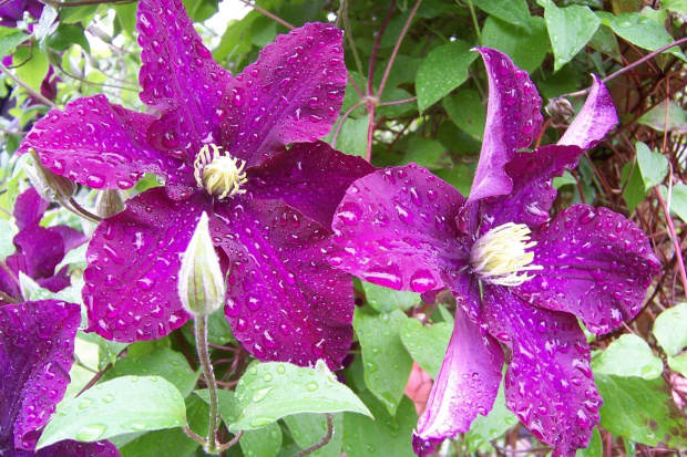 clematis