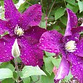 clematis