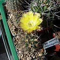 Acanthocalycium glaucum