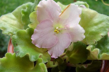 fiołek afrykański - "bajadera" #FiołekAfrykański #FiołkiAfrykańskie #kwiatki #kwiaty #saintpaulia