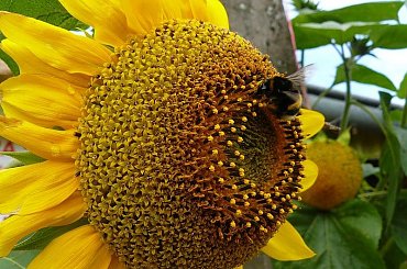 Słonecznikowe szaleństwo #słonecznik #trzmiel #wrzesień #ogród #makro