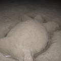 Żółw z piasku