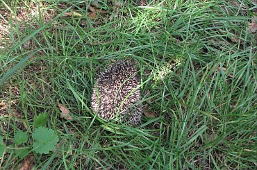 Młode jeże #MałyJeżJeżyk