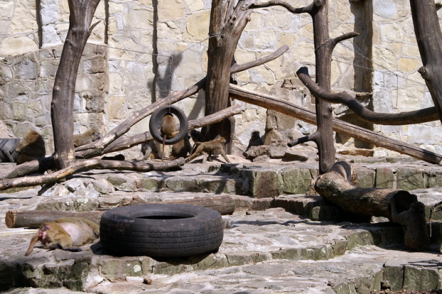 zaprosiłem 3 dzieci i mamę-ciocię do ZOO ale była sjesta zwierzęca i mało było szalonych zwierząt widać :) #ZOO