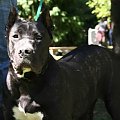 dogo canario