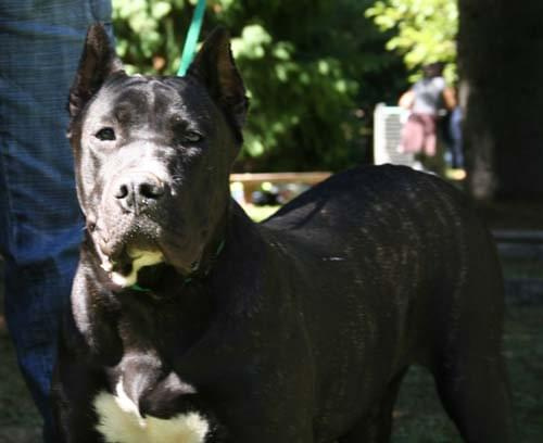 dogo canario